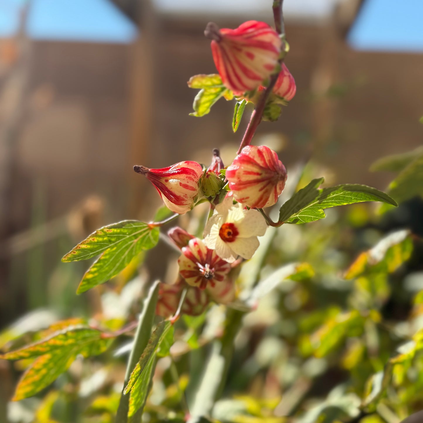 🍁Harvest Home Potpourri – Fall Simmer Pot Bag