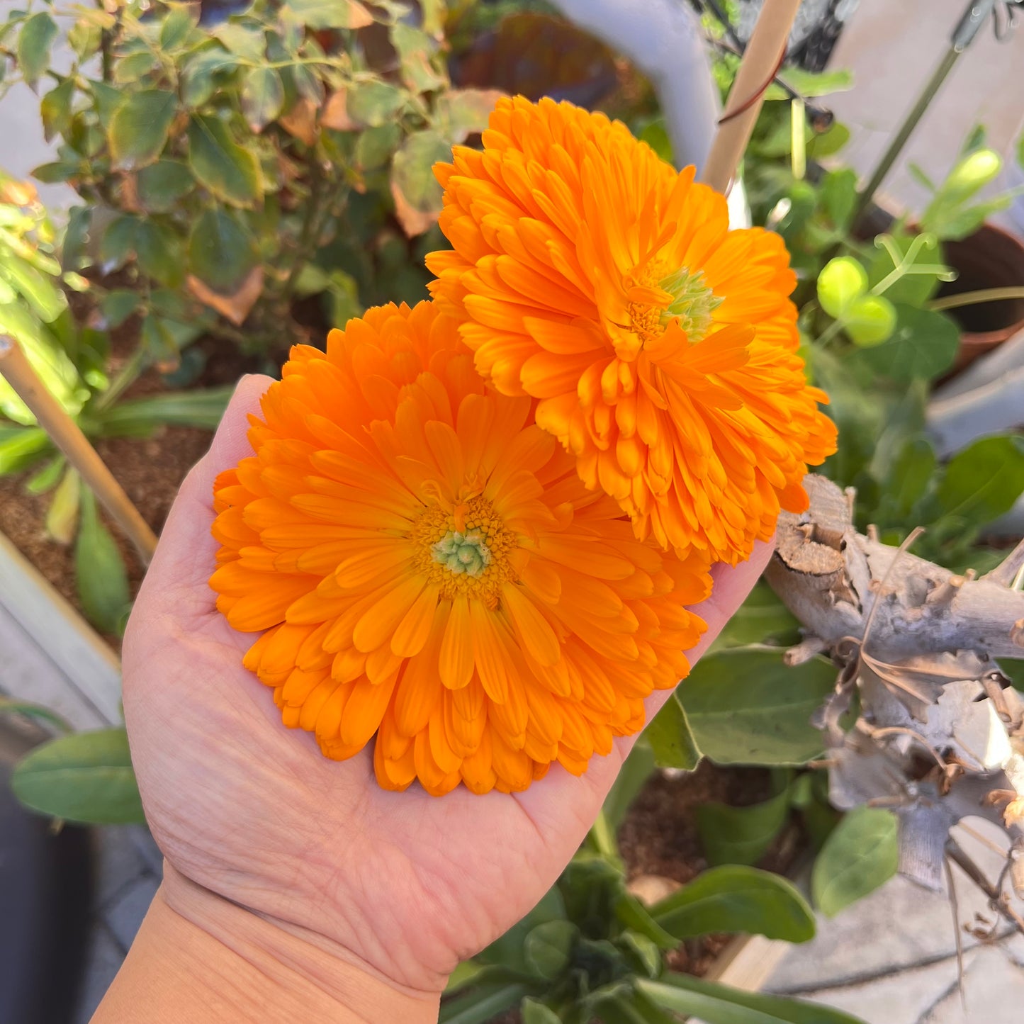 Sacred Botanical Body Oil🌿✨