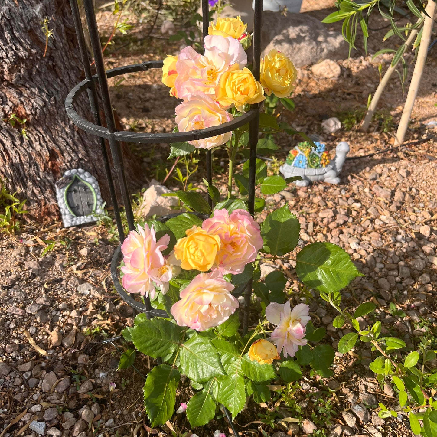 Sacred Botanical Body Oil🌿✨